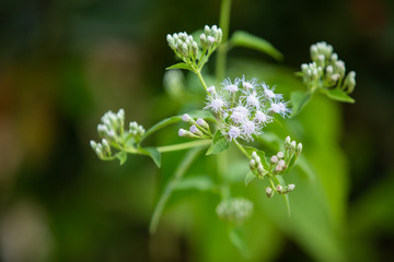 Ageratum conyzoides, Little white flowers in bokeh garden background, Close up & Macro shot, Selective focus, Abstract graphic design