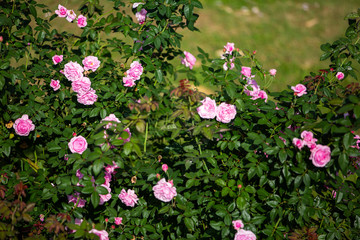 Fototapeta premium Pink roses blooming in the garden, Selective focus, Abstract pattern background