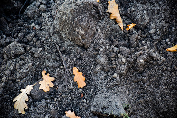 A pile of dark ground with oak leaves