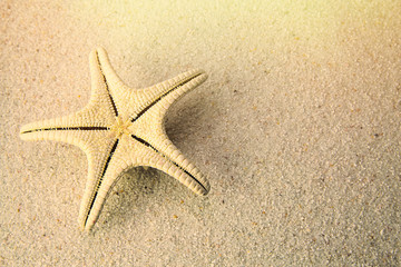 Starfish on Beach Sand. Close up