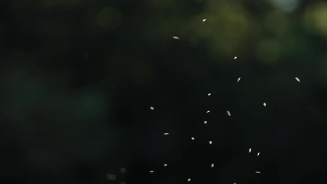 Swarm of gnats and bugs swarming in front of green out of focus background