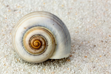 sea snail shell on Beach Sand. Close up