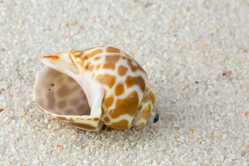 Sea shell on Beach Sand. Close up