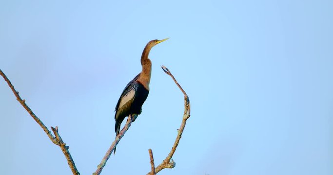 Anhinga (cormorant) close up. Bird perched on top of old dead tree isolated against a clean blue sky background