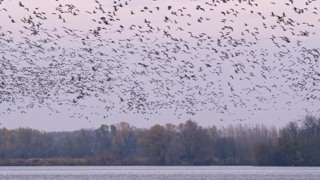 Flock of greater white-fronted geese (Anser albifrons) flying over lake