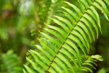 Fern leaves pattern in the forest, Close up & Macro shot, Selective focus, Abstract graphic design