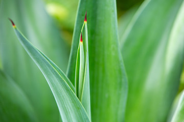 Green mix red leaves pattern texture background, Close up & Macro shot, Selective focus, Abstract graphic design