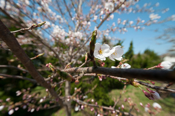 桜の花