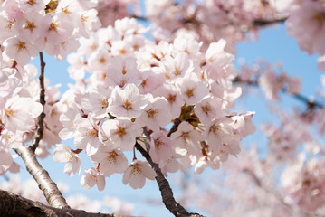 桜の花