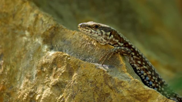 Common wall lizard (Podarcis muralis)