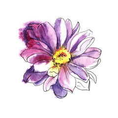 Violet chrysanthemum. Colored hand drawn watercolor illustration. Isolated on white background