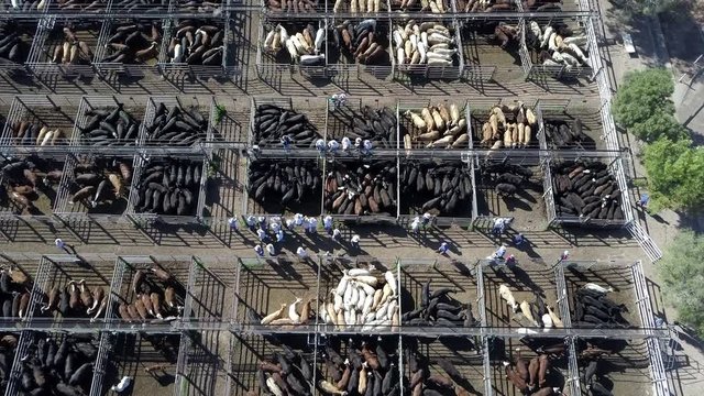 Static top down aerial footage of busy cattle auction with hundreds of cattle huddled up in small corrals.
