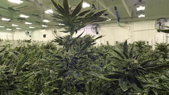 Dense Cannabis Plants at Commercial Facility for Local Dispensary