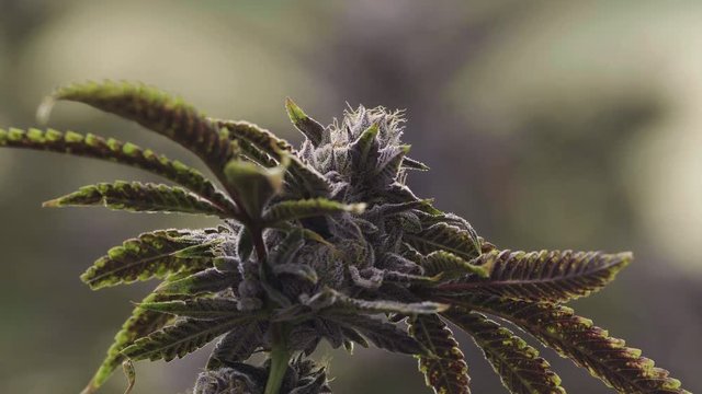 Close Up Marijuana Bud on Leafy Plant with Cinematic Background Blur