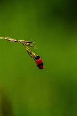 Zweipunkt Fallkäfer
