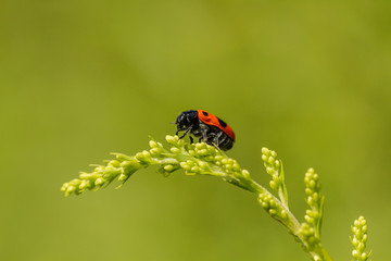 Zweipunkt Fallkäfer