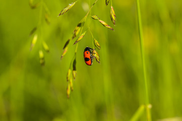 Zweipunkt Fallkäfer