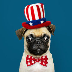 Cute Pug puppy in a Uncle Sam hat and bow tie