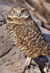 The burrowing owl (Athene cunicularia) is a small, long-legged owl found throughout  North and South America