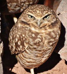 The burrowing owl (Athene cunicularia) is a small, long-legged owl found throughout  North and South America