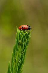 Zweipunkt Fallkäfer