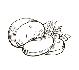 Foto op Plexiglas Cheese Buffalo mozzarella with basil leaves. Hand drawn engraving. Vector illustration. © Tatyana Sidyukova