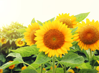 Obraz premium Beautiful sunflower field landscape close-up.