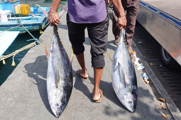 Fresh fish Tuna