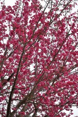 Full bloom cherry blossoms in Taiwan