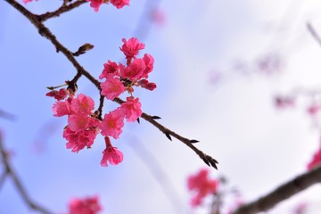 Full bloom cherry blossoms in Taiwan