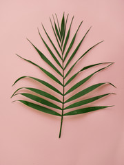 Green palm leaf on a pink background 