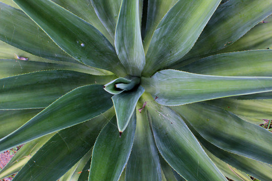 Brom&eacute;lia