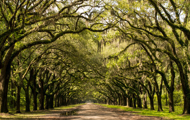 Tree Lined Road