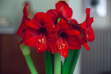 bouquet of large red blooming flowers