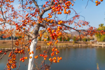 The fruit of pyracantha fruit of autumn