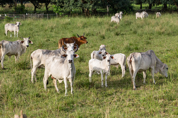 Obraz premium Cebu cattle