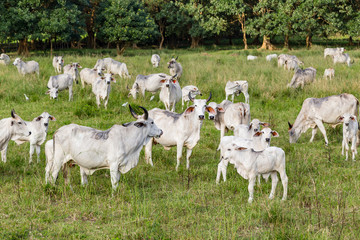 Cebu cattle