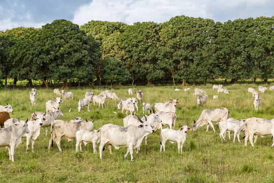 Cebu cattle