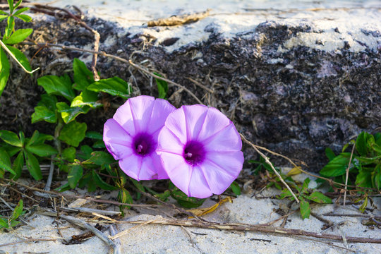 Purple pink blindweed with two open flowers on beach in summer day  in Sunshine Coast, Queensland, Australia