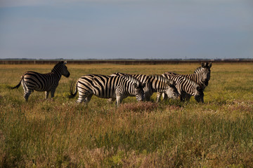 Fototapeta na wymiar Zebra in nature habitat. Wildlife scene from nature.