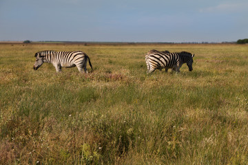 Fototapeta na wymiar Zebra in nature habitat. Wildlife scene from nature.
