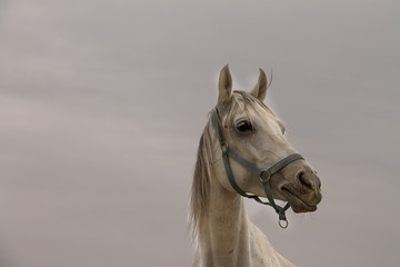 Obraz na płótnie Canvas Portrait of wonderful white horse.