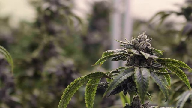 Marijuana Garden Rack Focus Pan Across Tall Plants with Mature Buds