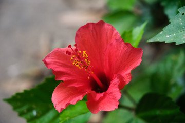 Colorful tropical flowers. Red Hibiscus. Close-up. Beautiful and bright flowers of Sri Lanka. 