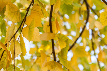 Obraz premium Golden yellow leaves of autumn sycamore