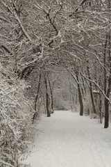 Covered Path of Snow
