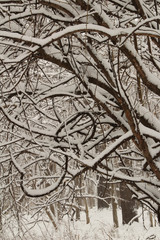 Curled Branches in the Snow