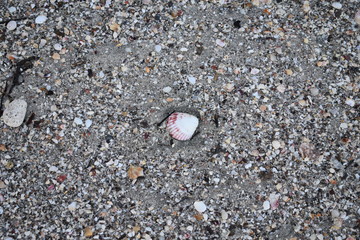 shell in dirty sand