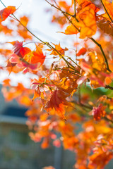 Yellow maple leaf in autumn