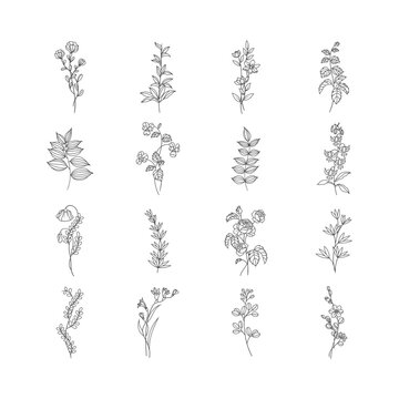 Botanical floral mockup illustration